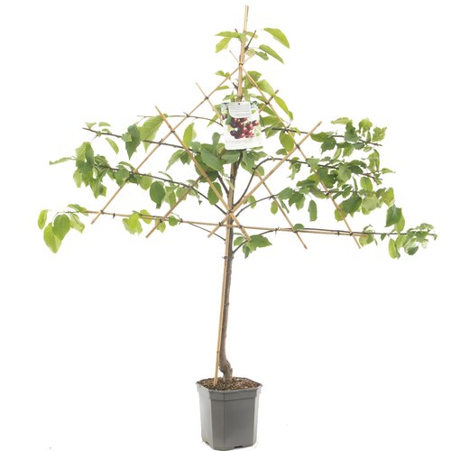 Kersenboom (Prunus avium Kordia leivorm), in pot