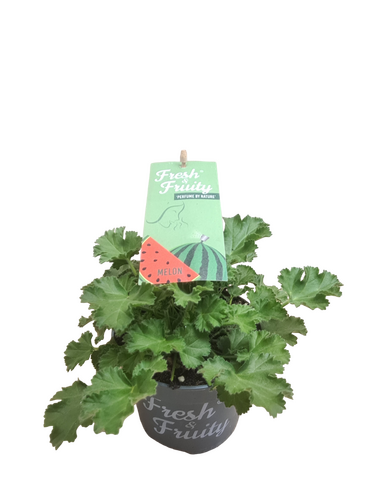Pelargonium Fresh&Fruity®, in 12cm-pot - afbeelding 1