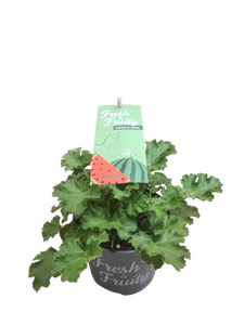 Pelargonium Fresh&Fruity®, in 12cm-pot - afbeelding 1