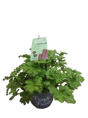 Pelargonium Fresh&Fruity®, in 12cm-pot - afbeelding 2