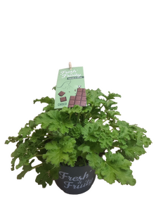 Pelargonium Fresh&Fruity®, in 12cm-pot - afbeelding 2