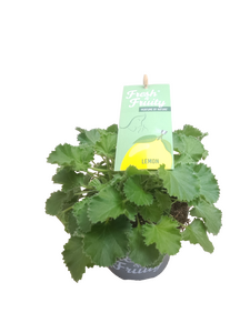 Pelargonium Fresh&Fruity®, in 12cm-pot - afbeelding 3