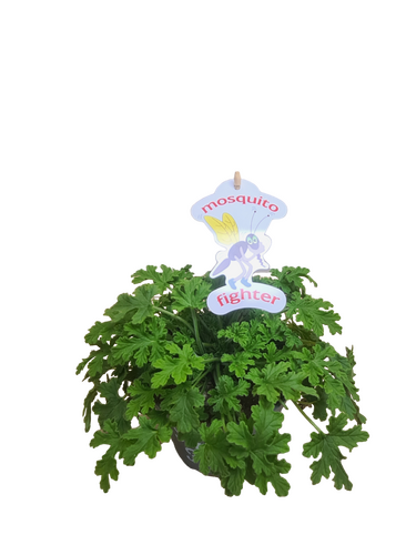 Pelargonium Fresh&Fruity®, in 12cm-pot - afbeelding 4