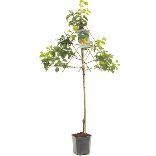 Pruimenboom (Prunus dom. R-Cl. d'Oullins leivorm), in pot