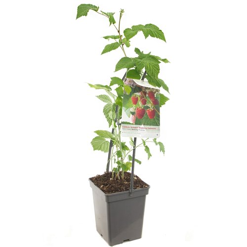 Frambozenstruik (Rubus id. Malling Promise - draagbe), in pot