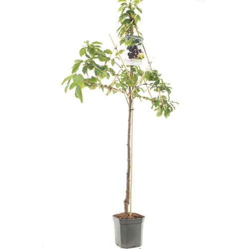 Kersenboom (Prunus avium Burlat leivorm), in pot