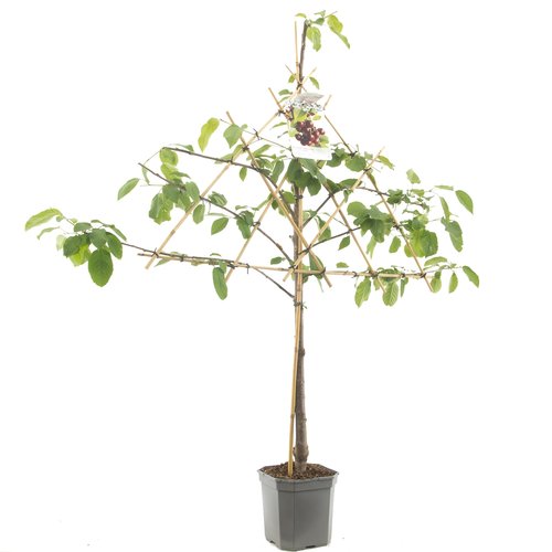 Kersenboom (Prunus avium Lapins leivorm), in pot