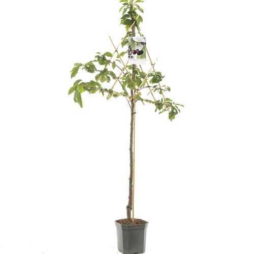 Kersenboom (Prunus avium Sunburst leivorm), in pot