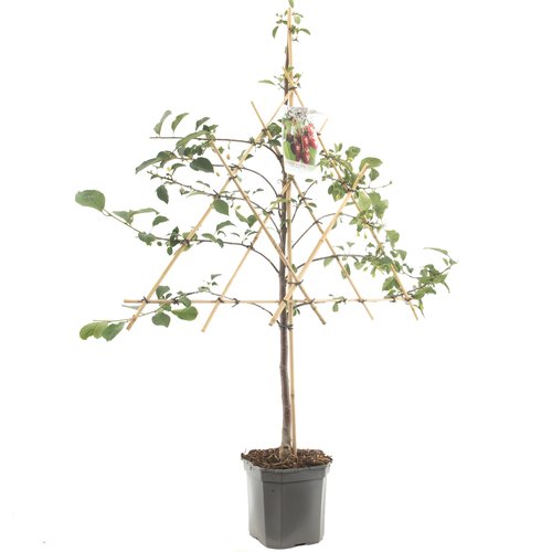 Kersenboom (Prunus cerasus Morel leivorm), in pot