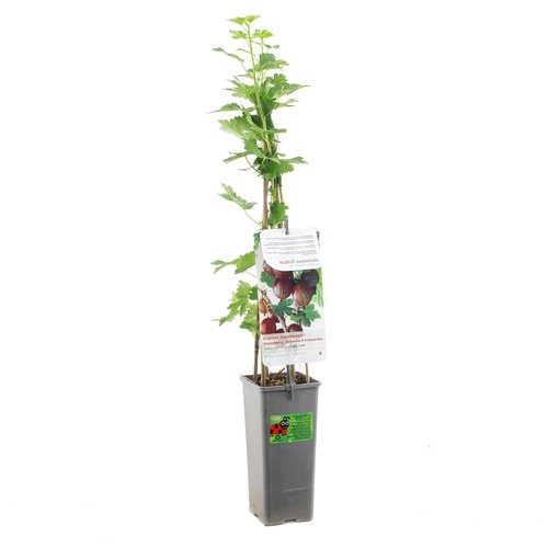 Kruisbessenstruik (Ribes uva-cr. Lady Late), in pot