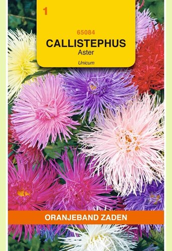 OBZ Callistephus, Aster Unicum gemengd - afbeelding 1