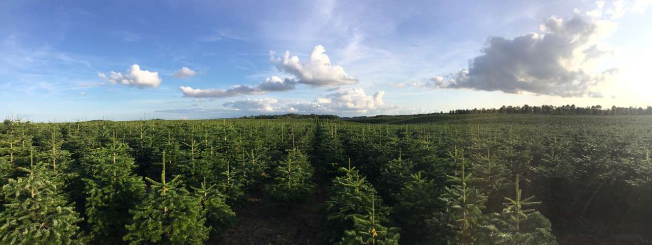 Kerstbomen koopt u bij tuincentrum Coppelmans