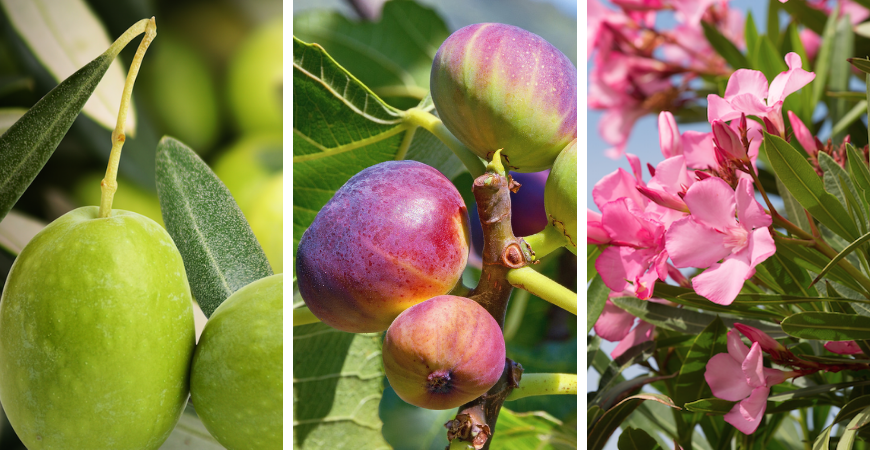 Tuincentrum Coppelmans | Mediterrane planten