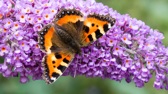 Tuincentrum Coppelmans | Natuurlijk tuinieren