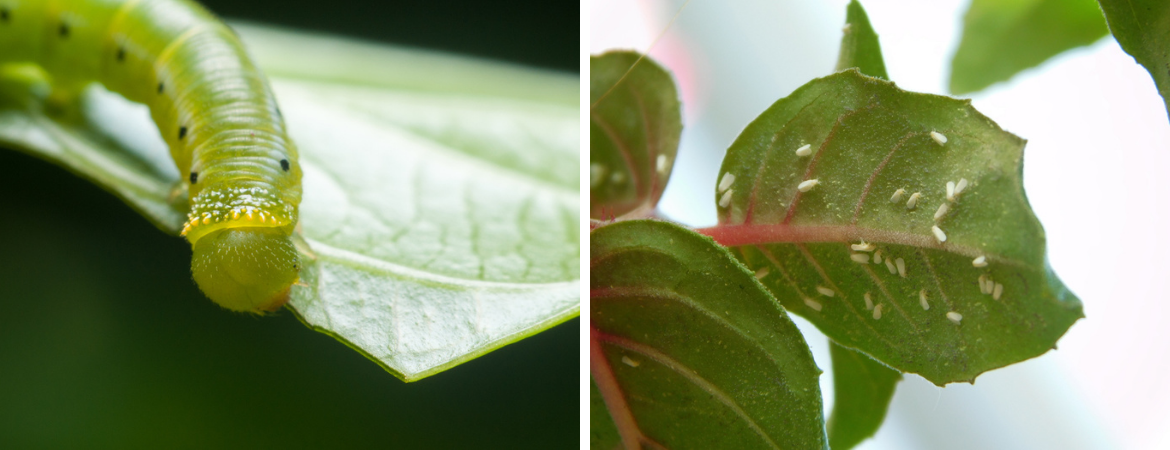 Tuincentrum Coppelmans | Tips voor gebruik gewasbeschermingsmiddelen