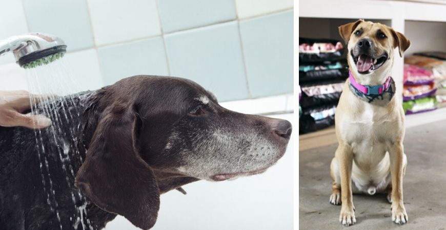 Tuincentrum Coppelmans | Dierenwinkel | Dierenafdeling | Honden