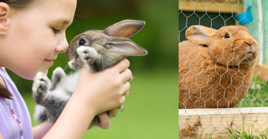 Overtreding Glimp Gewaad Konijnen | Dierenwinkel - Tuincentrum Coppelmans