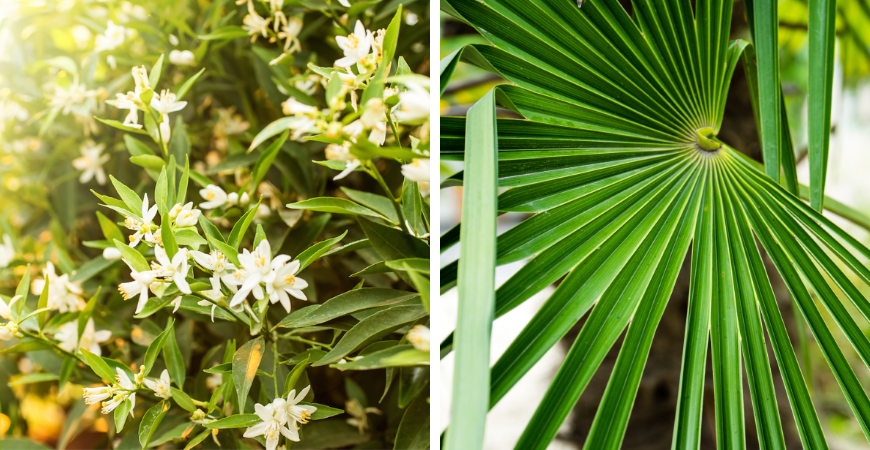 Tuincentrum Coppelmans | Mediterrane planten