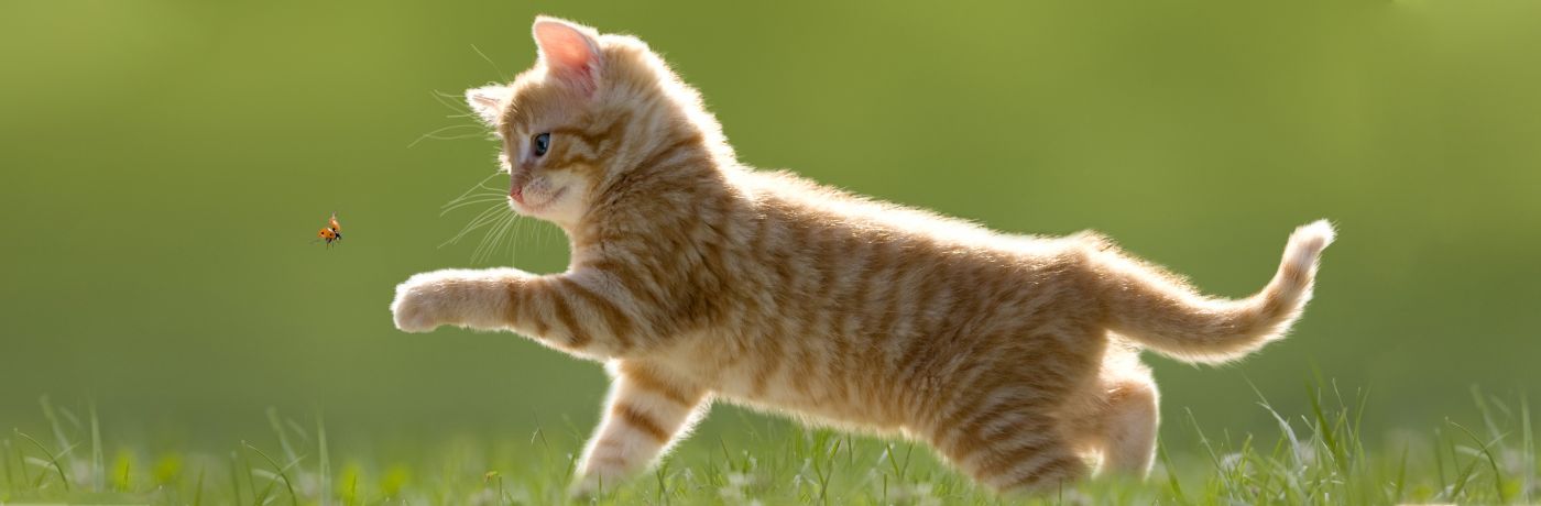 Dieren