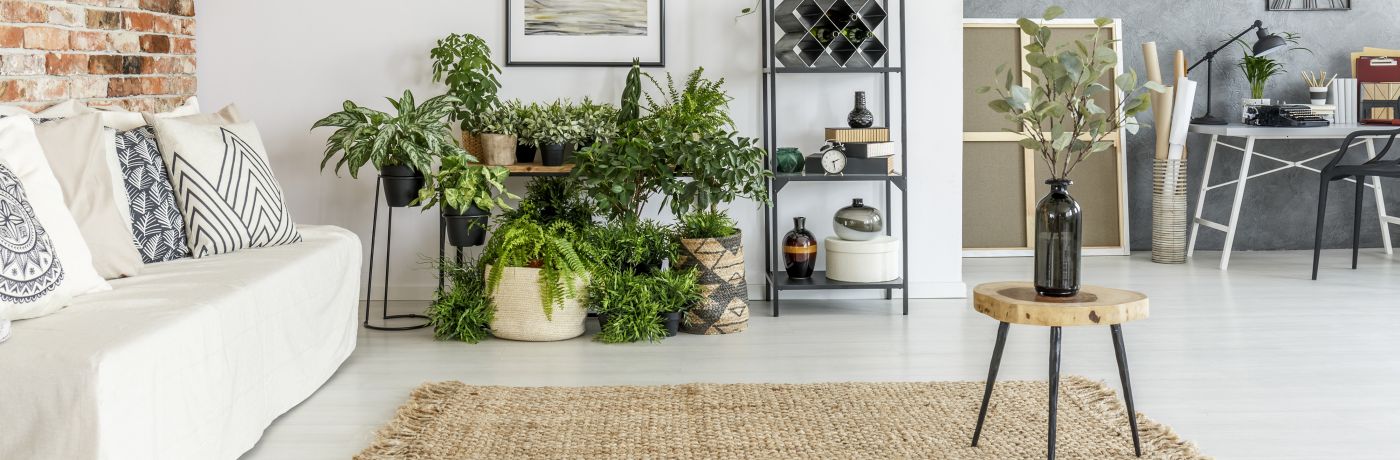 Kamerplanten