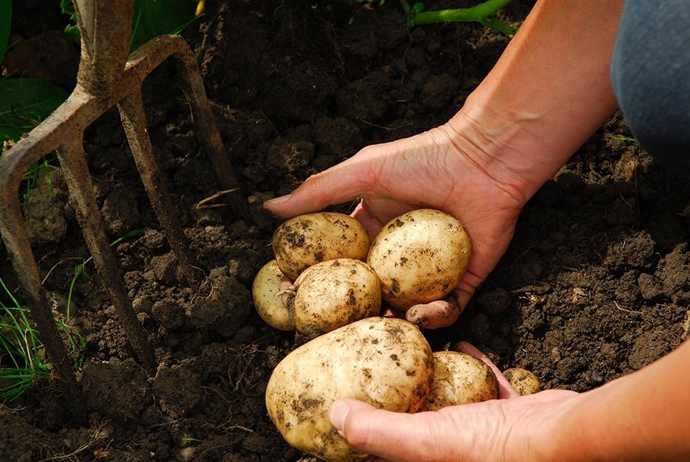 11x moestuintips augustus 11x moestuintips augustus