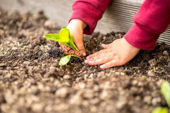12 moestuintips 12 moestuintips