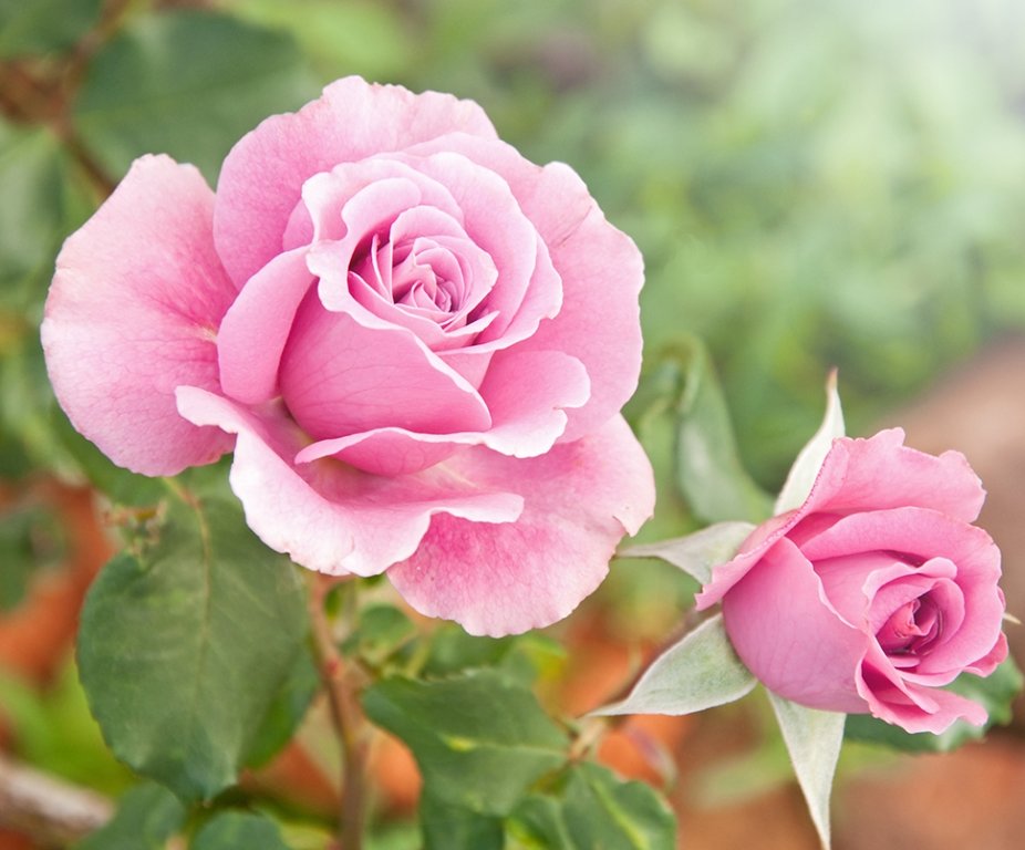15 tuintips juni 15 tuintips juni