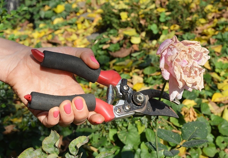 15 tuintips juni 15 tuintips juni
