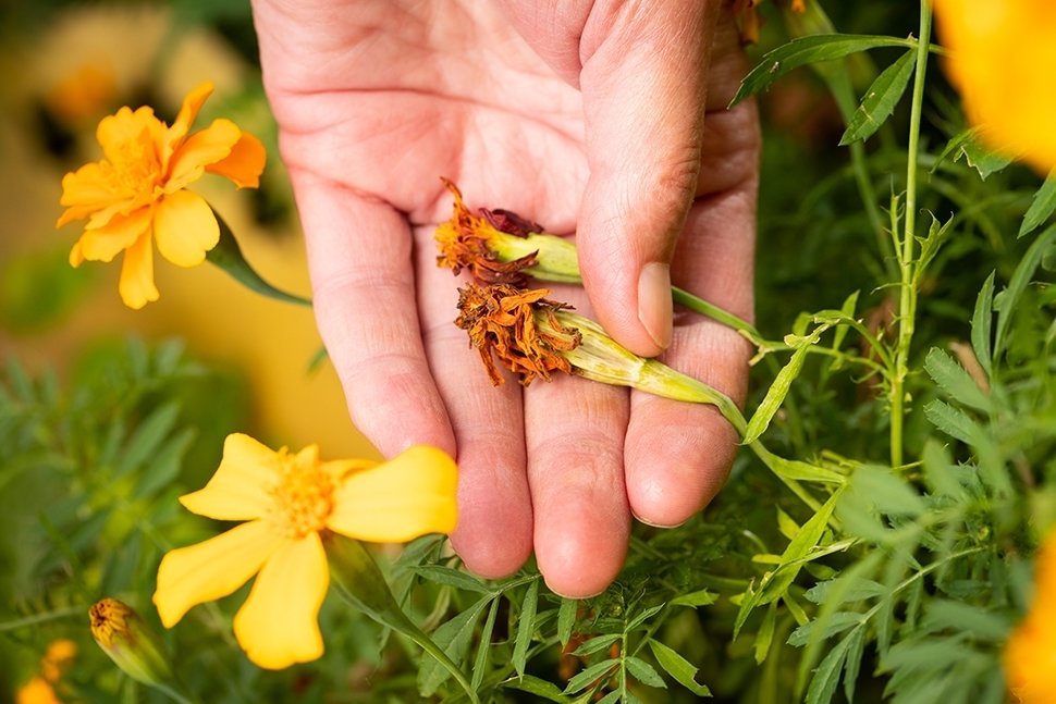 15 Tuintips voor augustus 15 Tuintips voor augustus