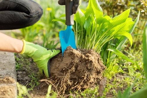 15 tuintips voor de maand mei 15 tuintips voor de maand mei