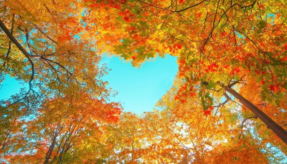 15 tuintips voor oktober 15 tuintips voor oktober