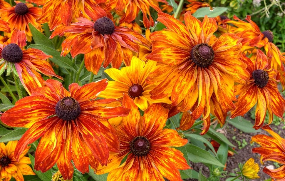 15 tuintips voor september 15 tuintips voor september