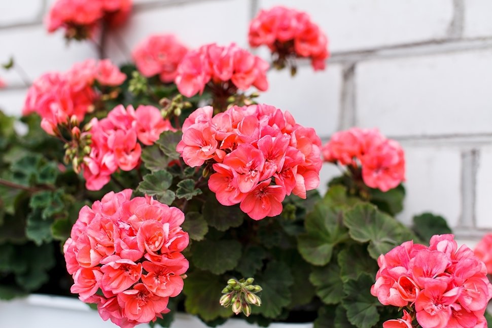 15 tuintips voor september 15 tuintips voor september