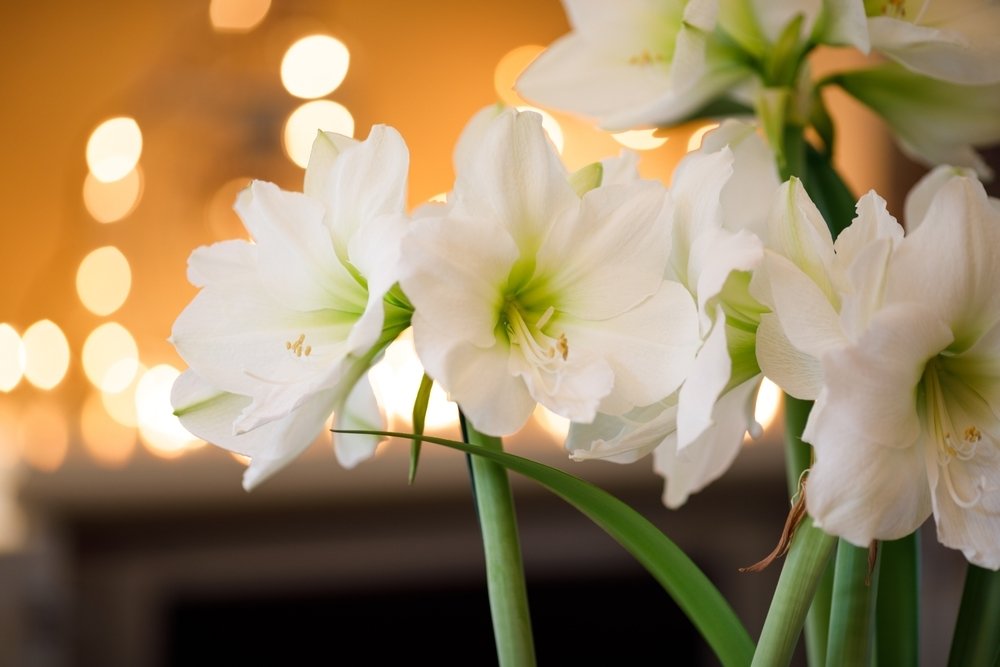 Amaryllis: kamerplant, bloembol én snijbloem van dit moment Amaryllis: kamerplant, bloembol én snijbloem van dit moment