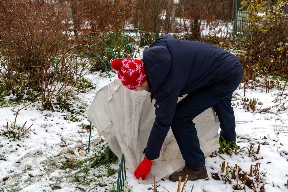 Bescherm je planten tegen vorst en help ze de winter door Bescherm je planten tegen vorst en help ze de winter door