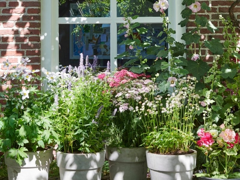 Bijenvrienden: tuinplanten van de maand juli 2019 Bijenvrienden: tuinplanten van de maand juli 2019
