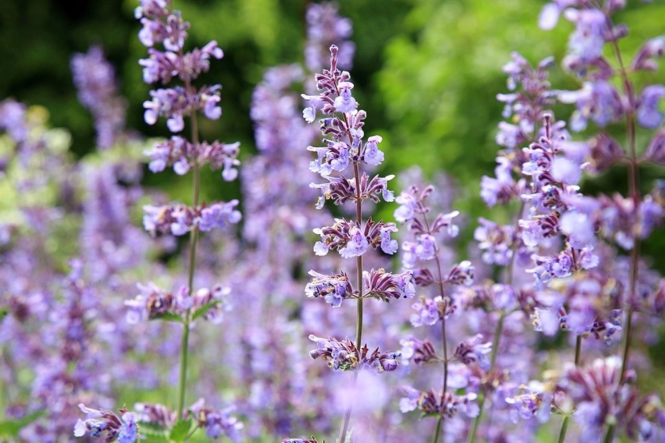 Bomen, struiken, kruiden en bloemen die geluk brengen Bomen, struiken, kruiden en bloemen die geluk brengen