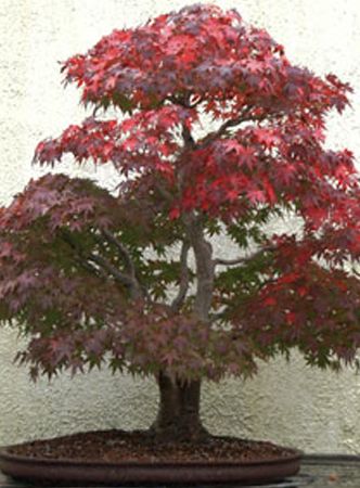 Bonsai Bonsai