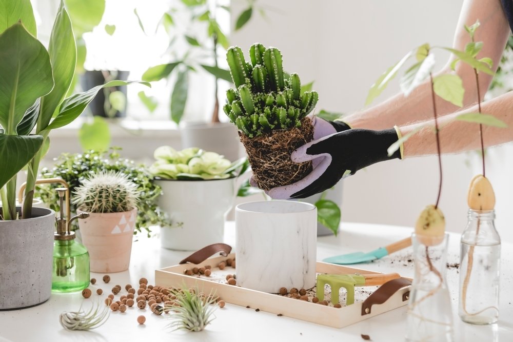 Cactussen verpotten doe je zo Cactussen verpotten doe je zo
