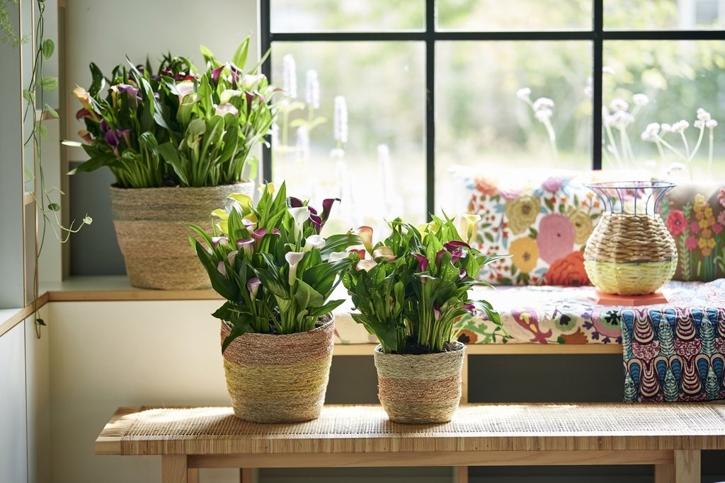 Calla: Woonplant van de maand juni 2020 Calla: Woonplant van de maand juni 2020
