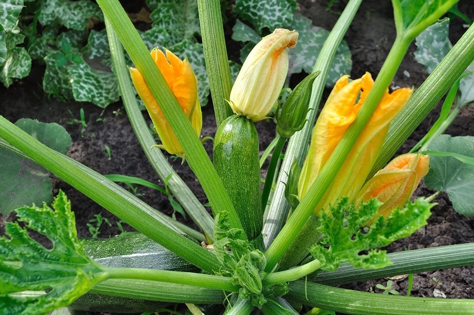 Courgettes, pompoenen en komkommers zaaien Courgettes, pompoenen en komkommers zaaien