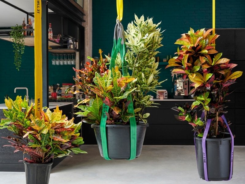 Croton: Woonplant van de Maand oktober 2020 Croton: Woonplant van de Maand oktober 2020