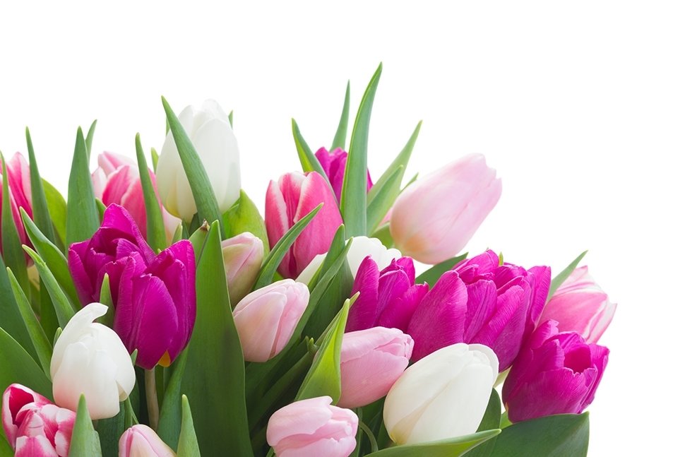 De 5 Glazen Tulp-winnaars van 2020 De 5 Glazen Tulp-winnaars van 2020