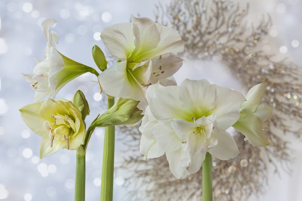 De allermooiste kerstbal: amaryllis De allermooiste kerstbal: amaryllis