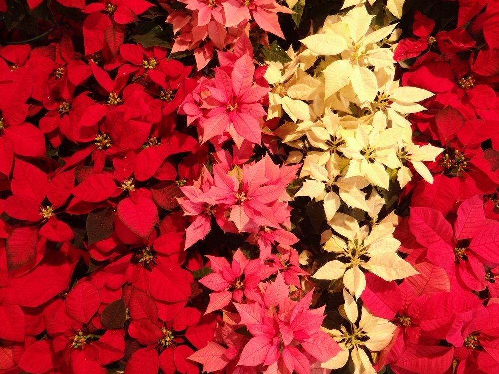 Dé kerststerren van ons tuincentrum voor binnen en buiten Dé kerststerren van ons tuincentrum voor binnen en buiten