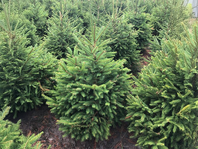 De verschillen tussen kerstboomsoorten: Nordmann, Fijnspar en meer