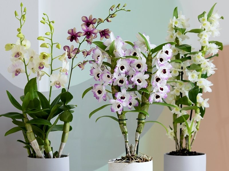 Dendrobium: Woonplant van de maand maart 2020 Dendrobium: Woonplant van de maand maart 2020