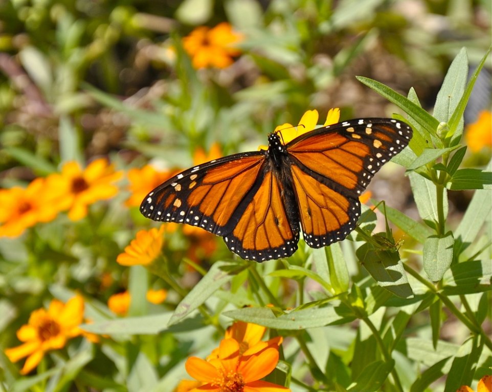 Een biodiverse tuin in 5 stappen Een biodiverse tuin in 5 stappen