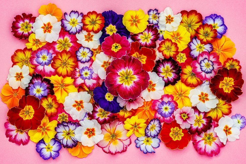 Februaritopper voor binnen en buiten: primula Februaritopper voor binnen en buiten: primula