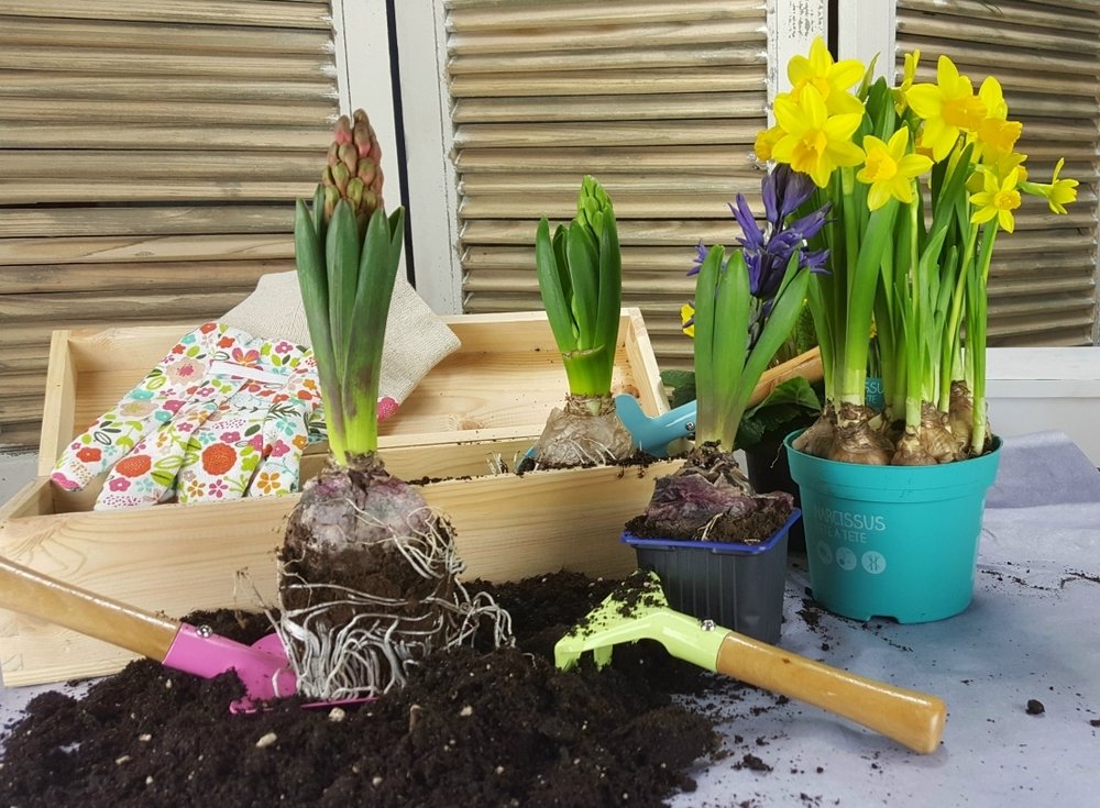Fleurige februaritips voor huis en tuin Fleurige februaritips voor huis en tuin